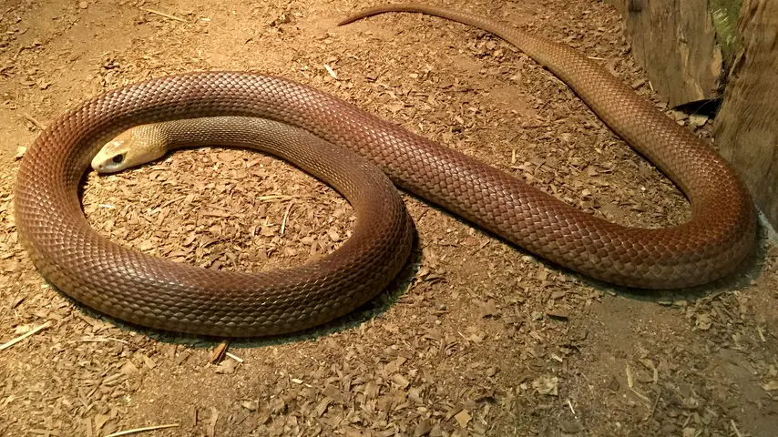 A light brown Coastal Taipan snake lying on dirt