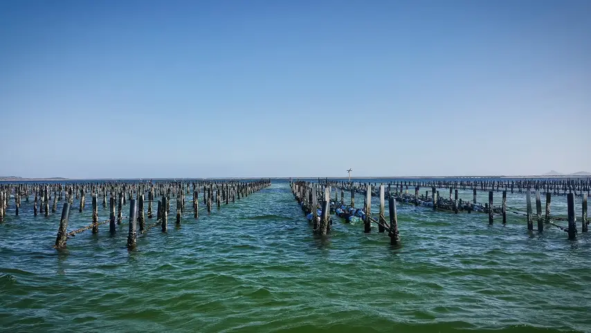 Oyster Farm